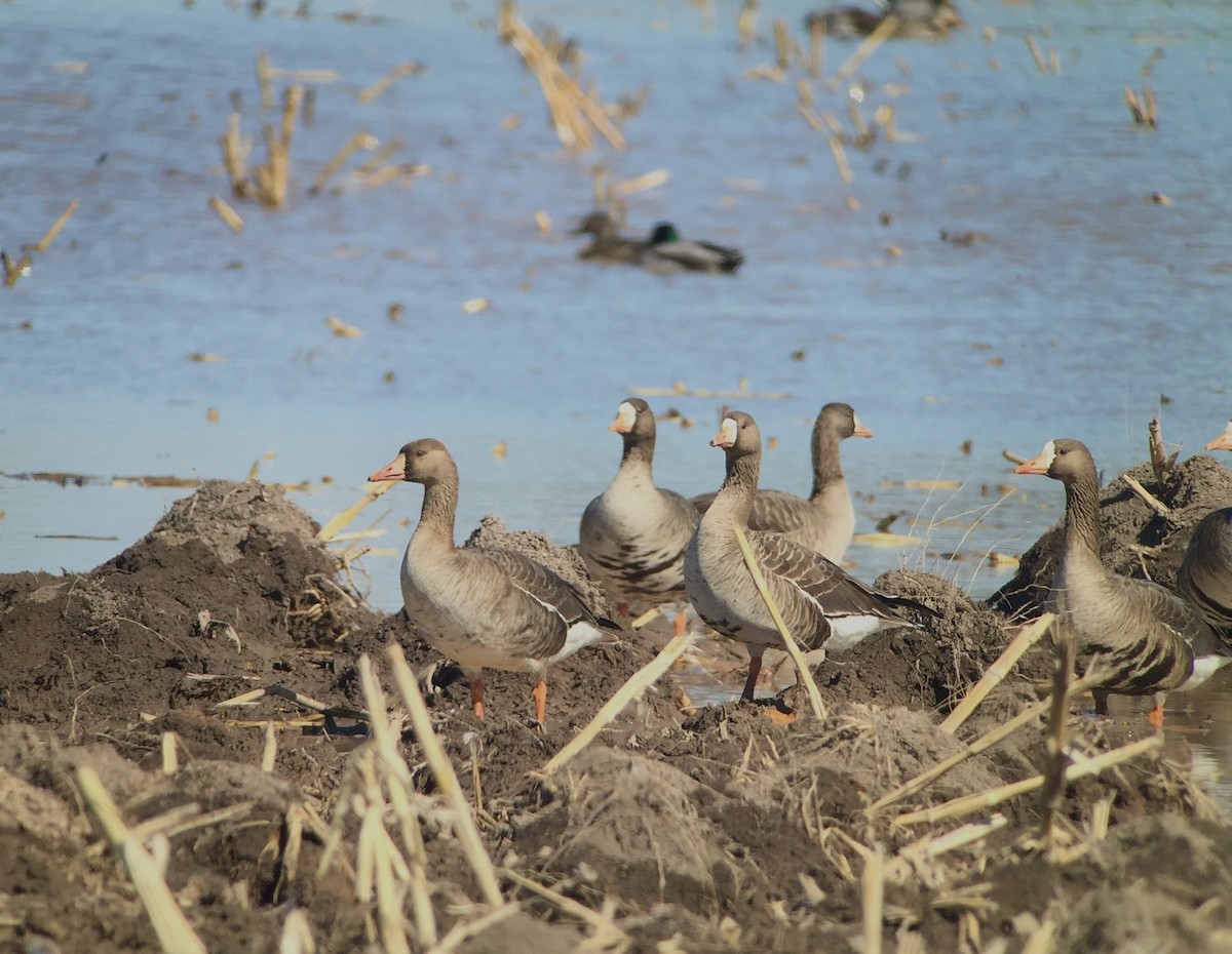 Greater White-fronted Goose - ML89874181