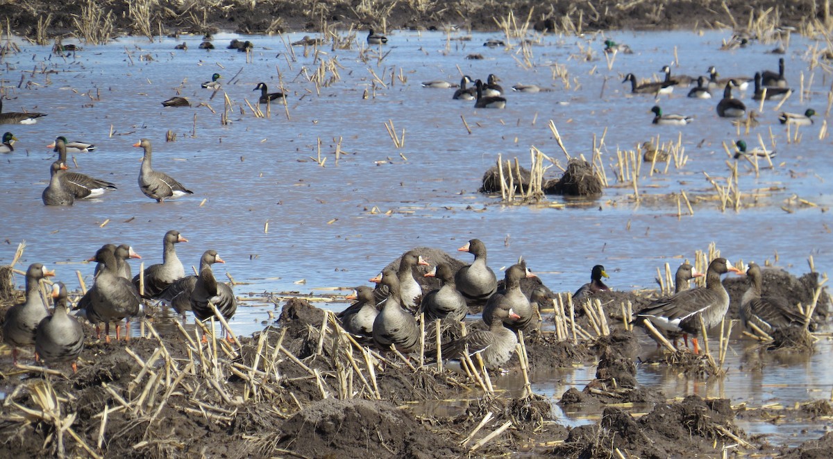 Greater White-fronted Goose - ML89874211
