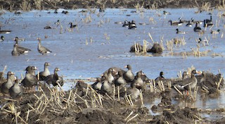 Greater White-fronted Goose, ML89874211