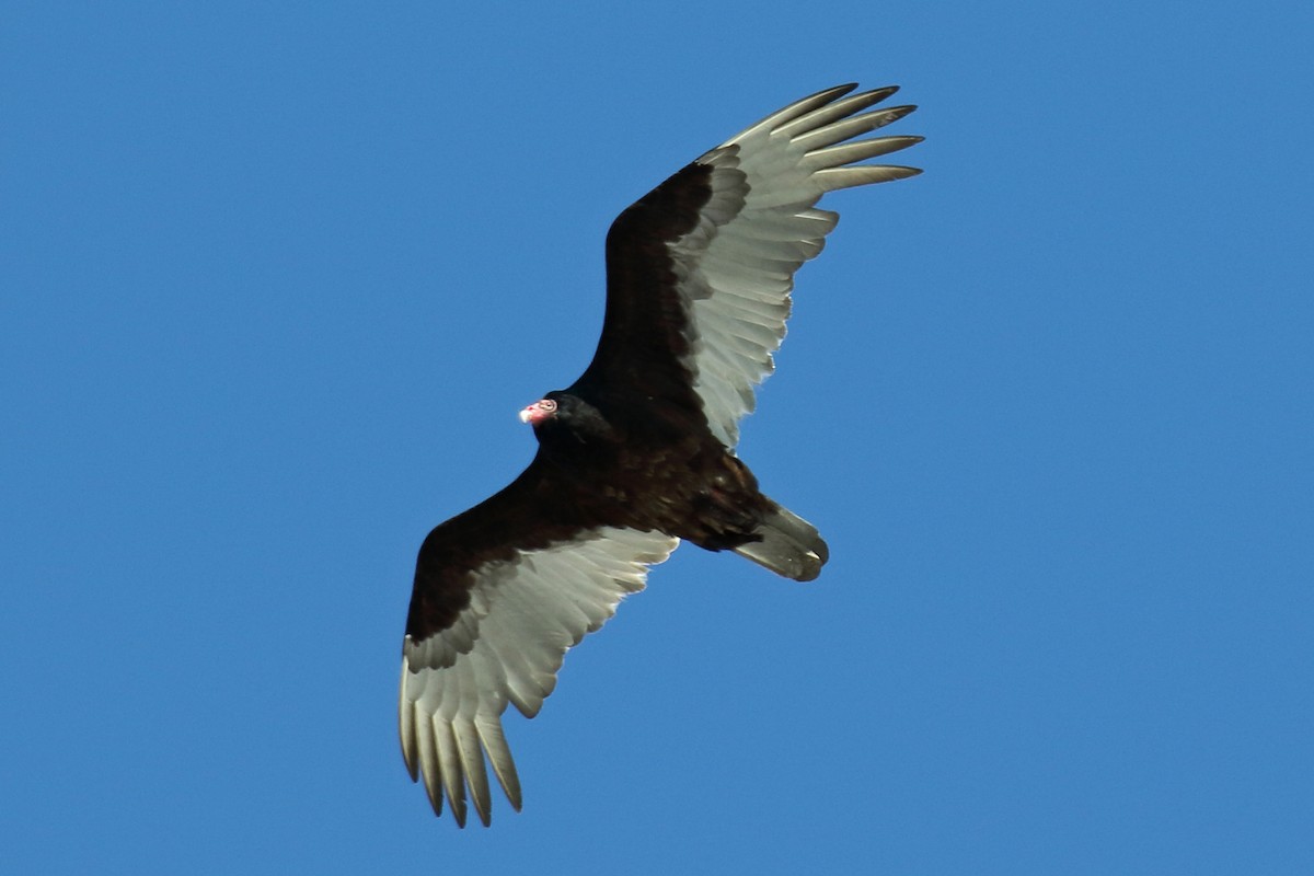 Turkey Vulture - ML89876401