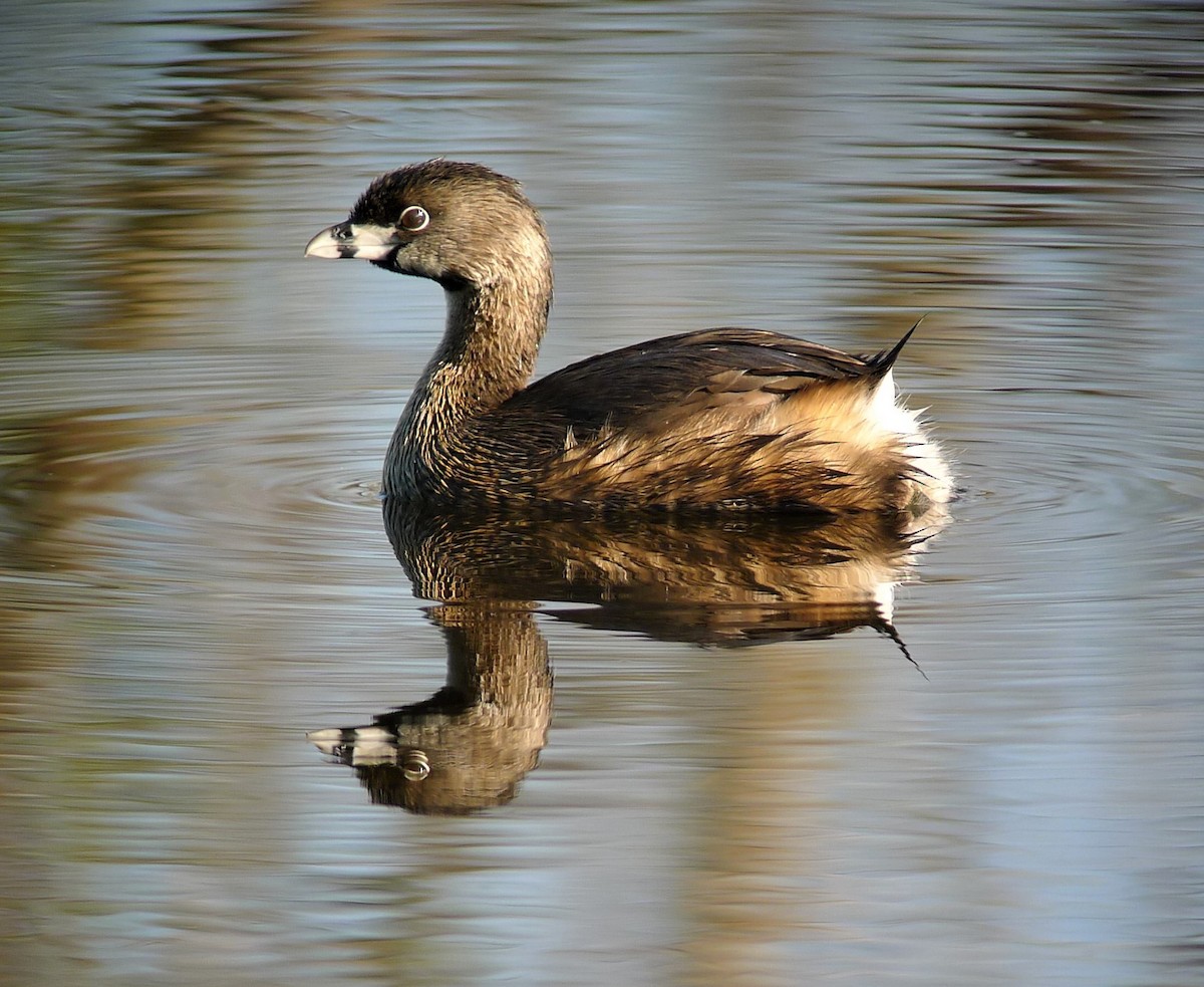 Pied-billed Grebe - Jim Eager