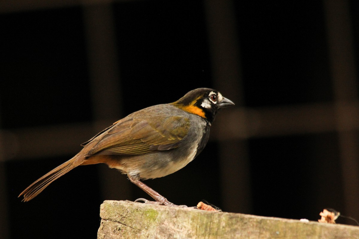 White-eared Ground-Sparrow - kenneth reyes