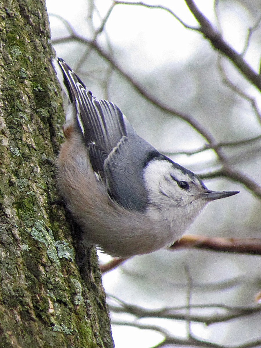 White-breasted Nuthatch - ML89884361