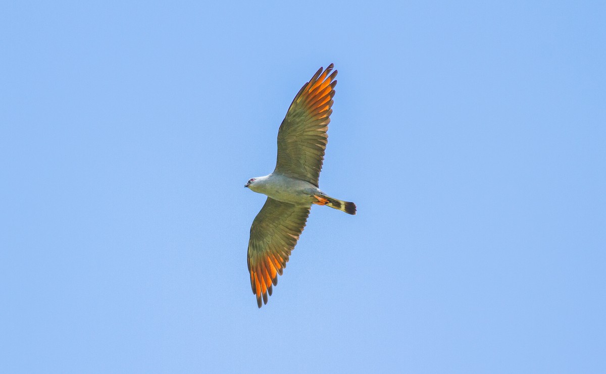 Plumbeous Kite - ML89885011