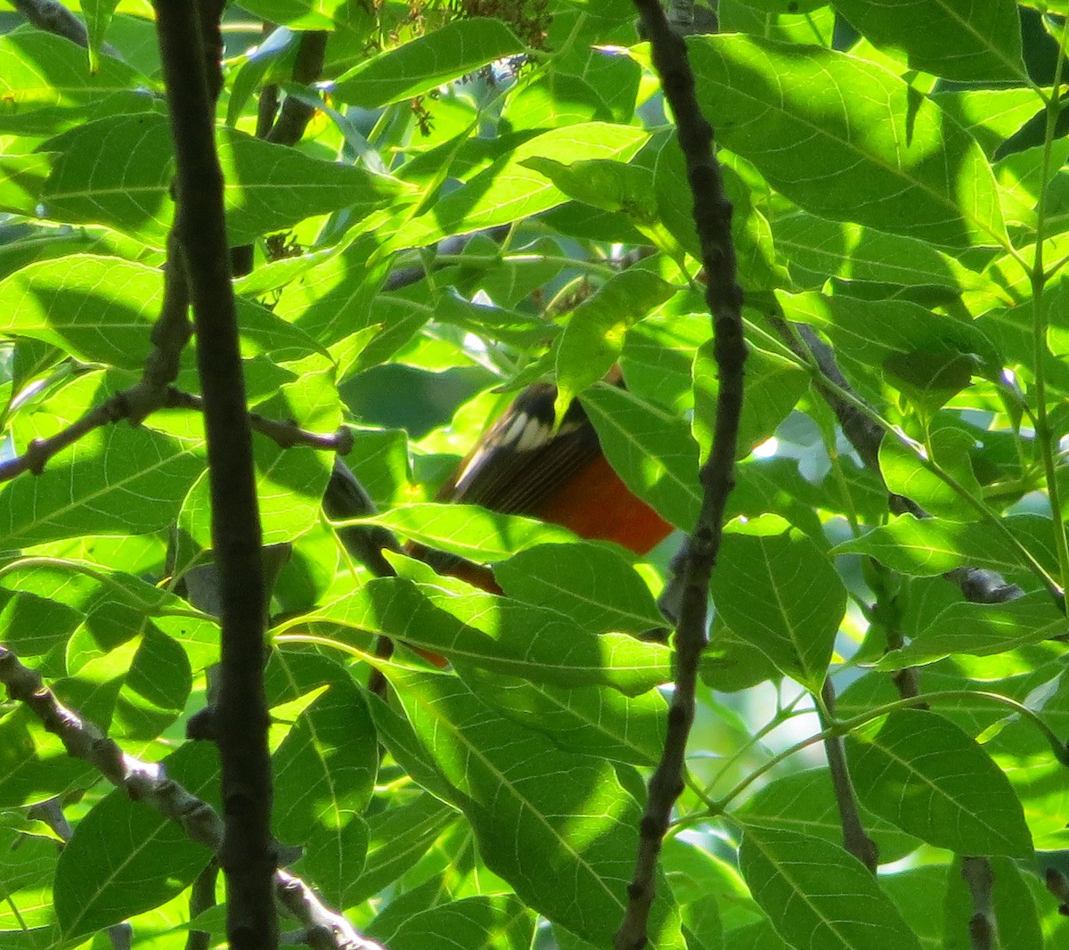 Flame-colored Tanager - Dallas Levey