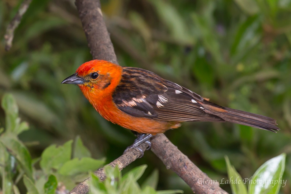Flame-colored Tanager - ML89886611