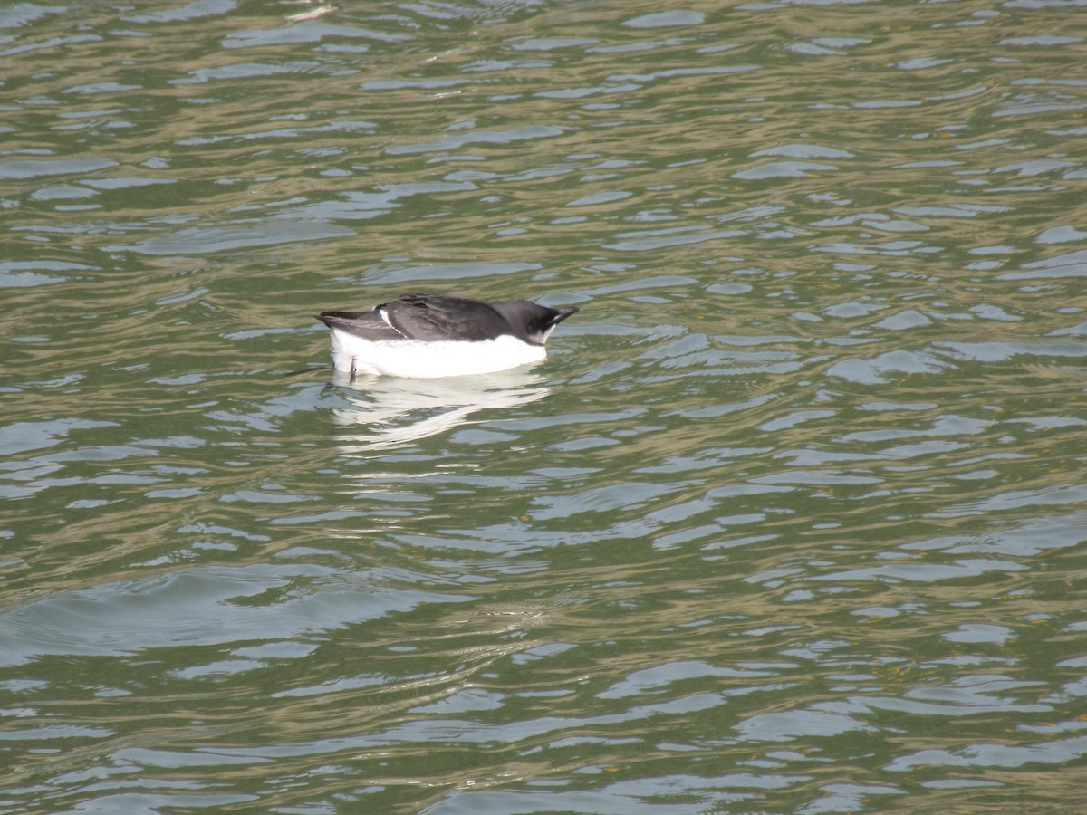 Thick-billed Murre - ML89889021