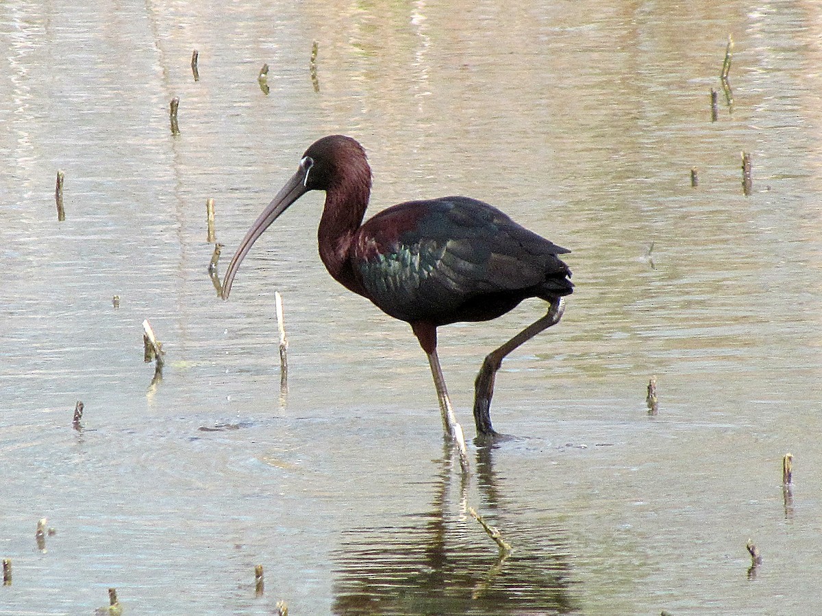 ibis hnědý - ML89889031