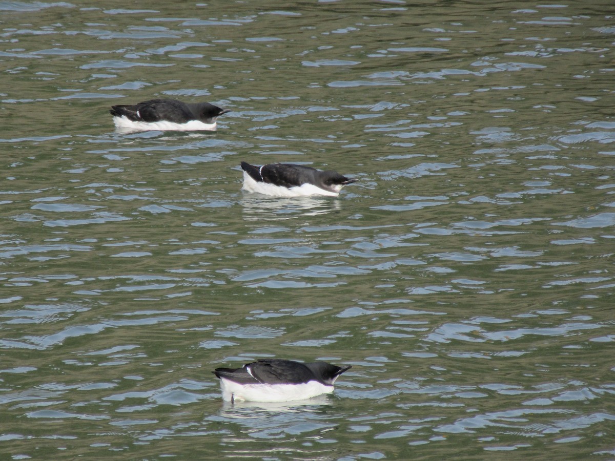 Thick-billed Murre - ML89889041