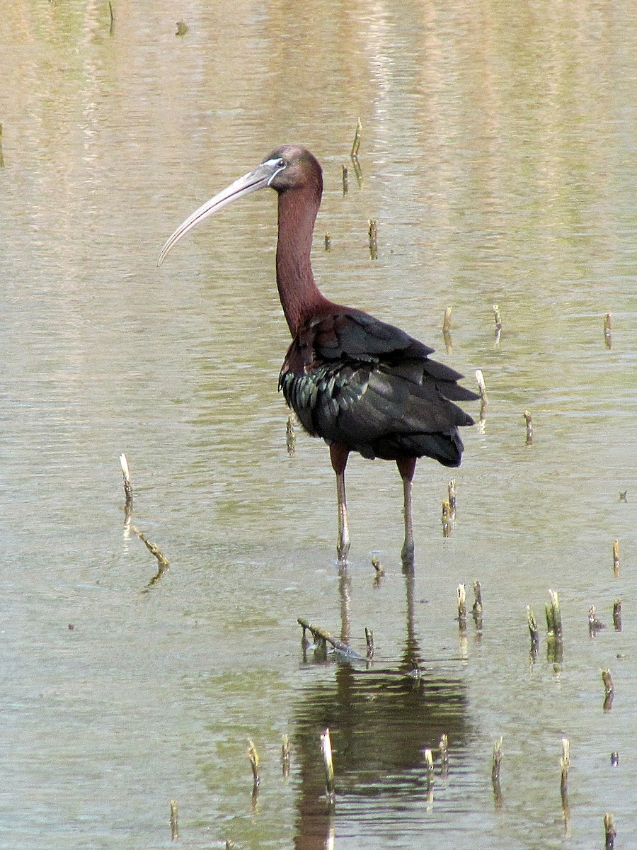 ibis hnědý - ML89889051