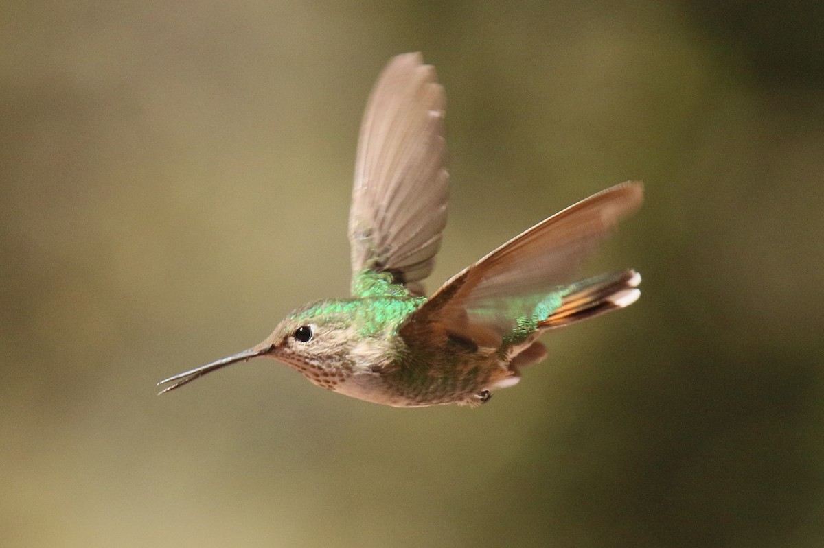 Broad-tailed Hummingbird - Tony Battiste