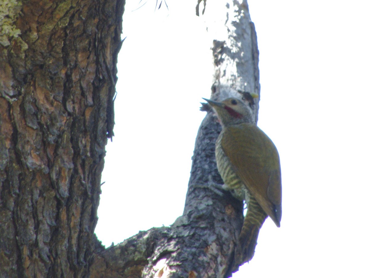 Gray-crowned Woodpecker - ML89892971