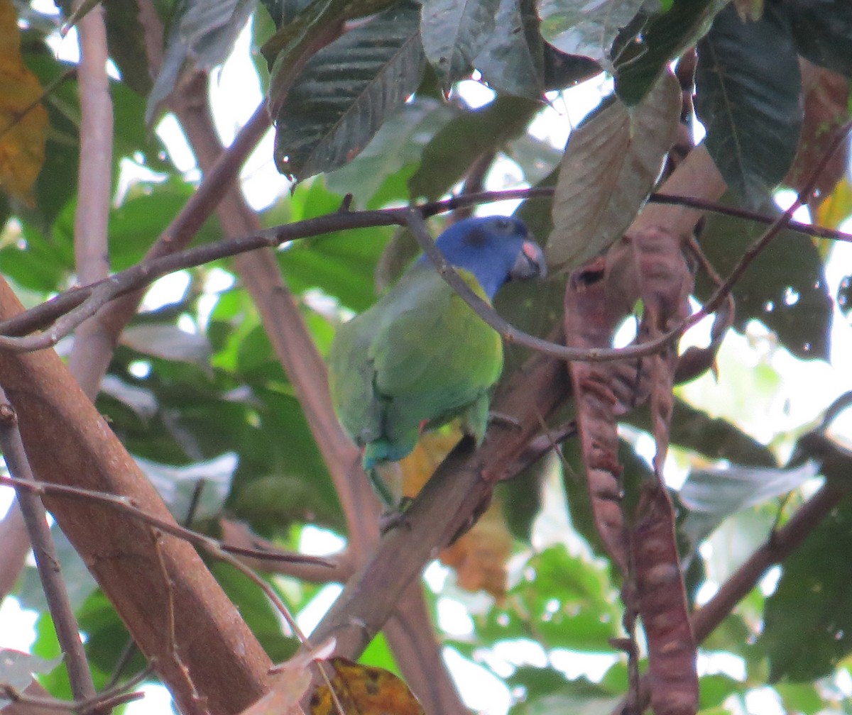 Blue-headed Parrot - Kevin Groeneweg