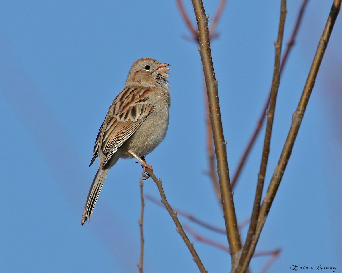Field Sparrow - Brian Lowry