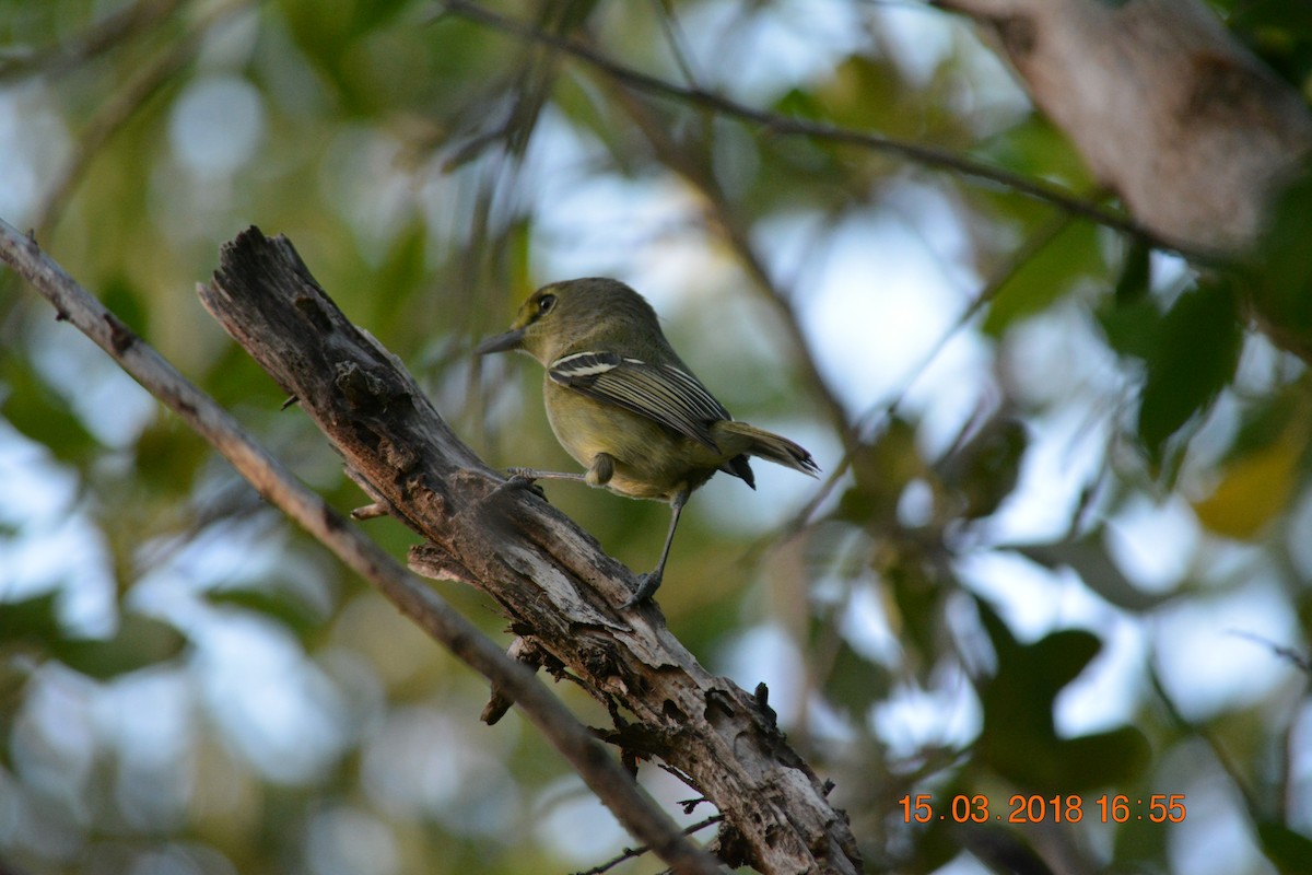 Thick-billed Vireo - ML89898181