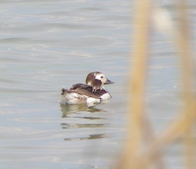 Long-tailed Duck - Kathleen Anderson