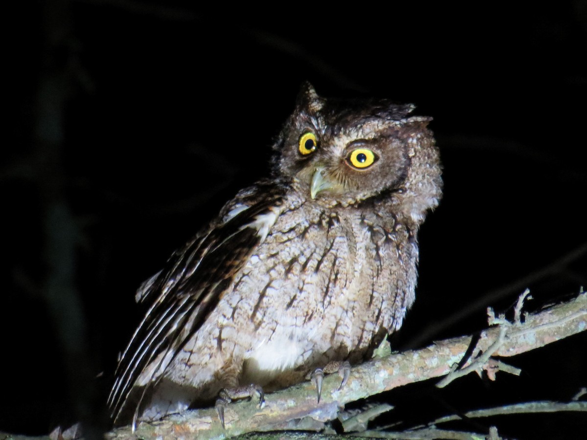 Peruvian Screech-Owl - Kevin Groeneweg