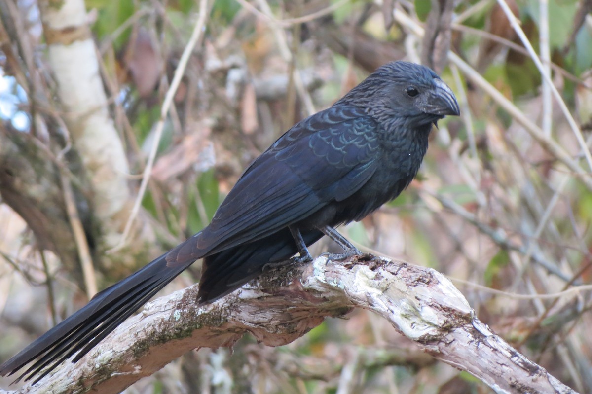 Groove-billed Ani - Marjolaine Whittlesey
