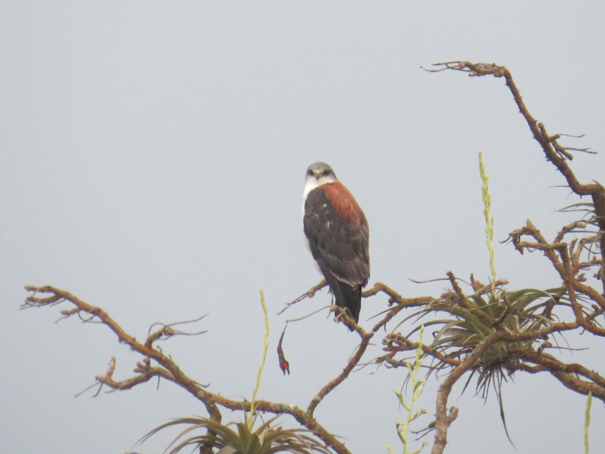 Variable Hawk (Red-backed) - ML89903771