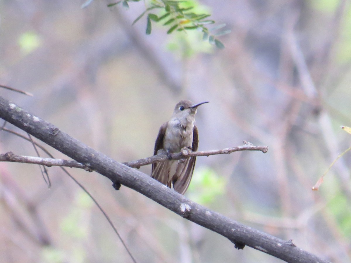 Tumbes Hummingbird - ML89904381