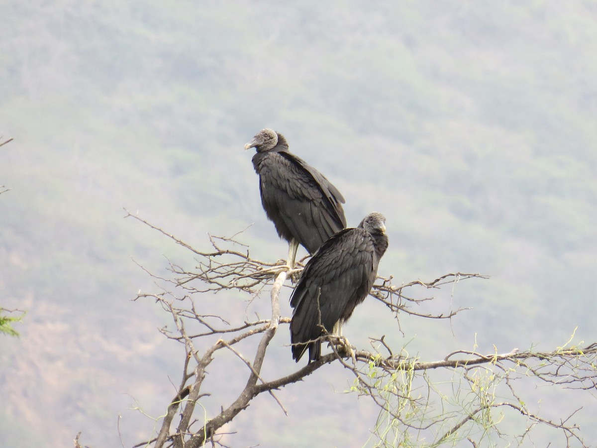 Black Vulture - Kevin Groeneweg