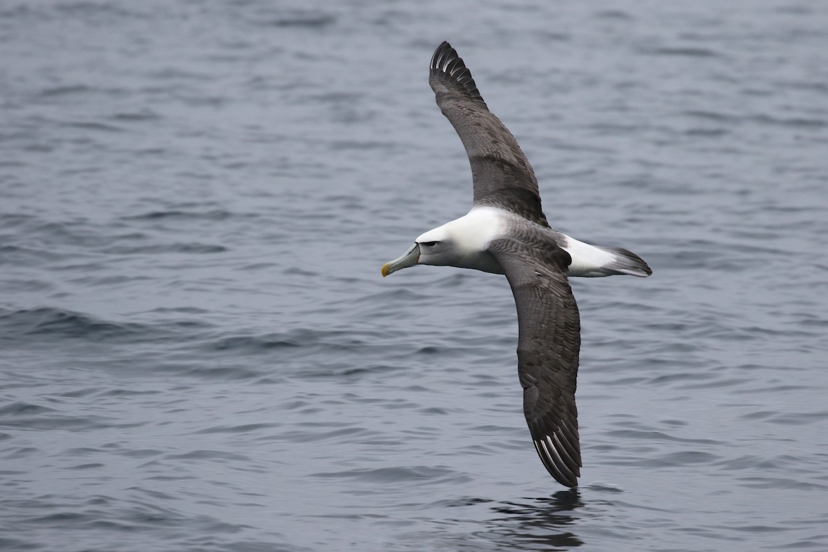 White-capped Albatross - ML89905851