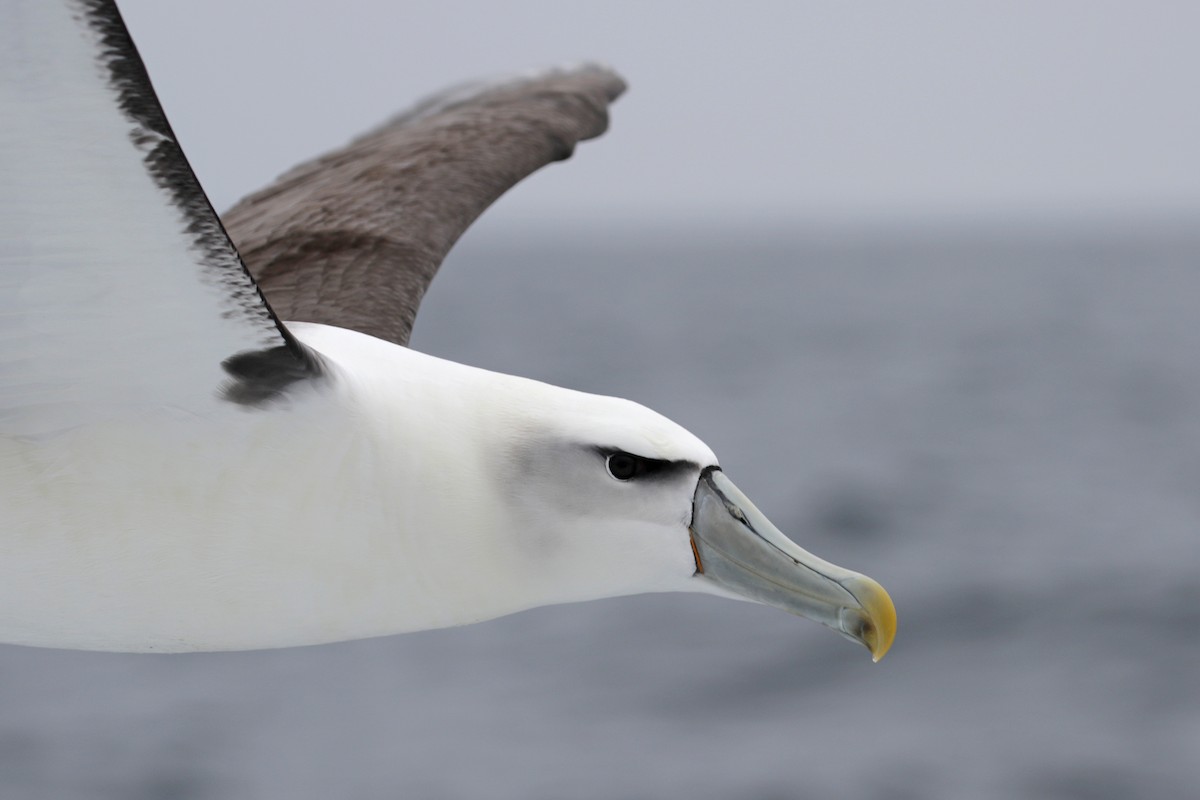 White-capped Albatross - ML89905891