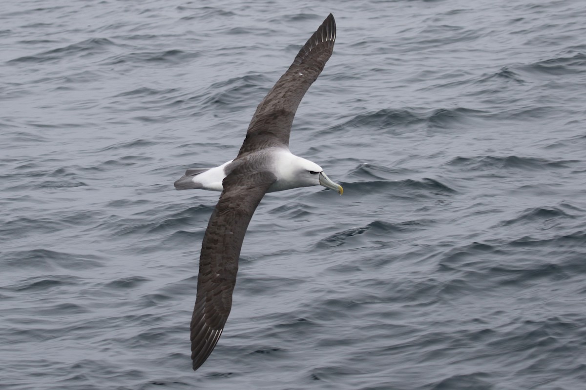 White-capped Albatross - ML89905951