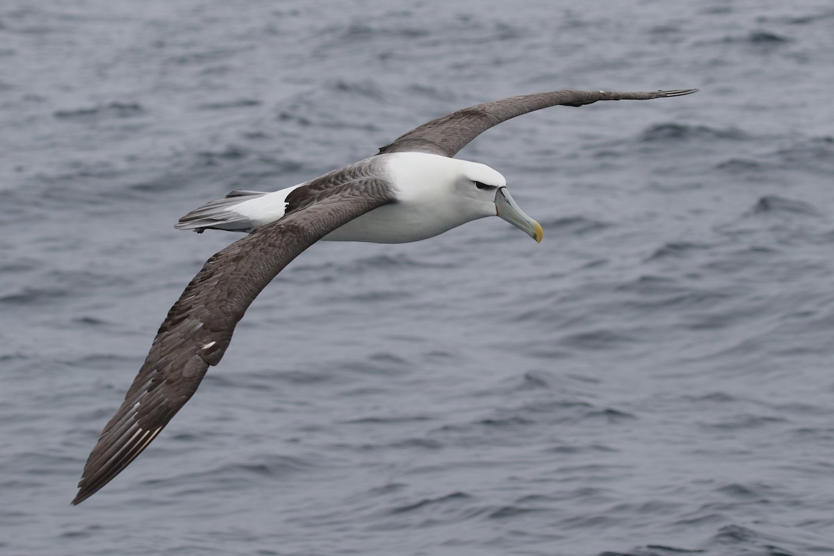 White-capped Albatross - Cameron Eckert