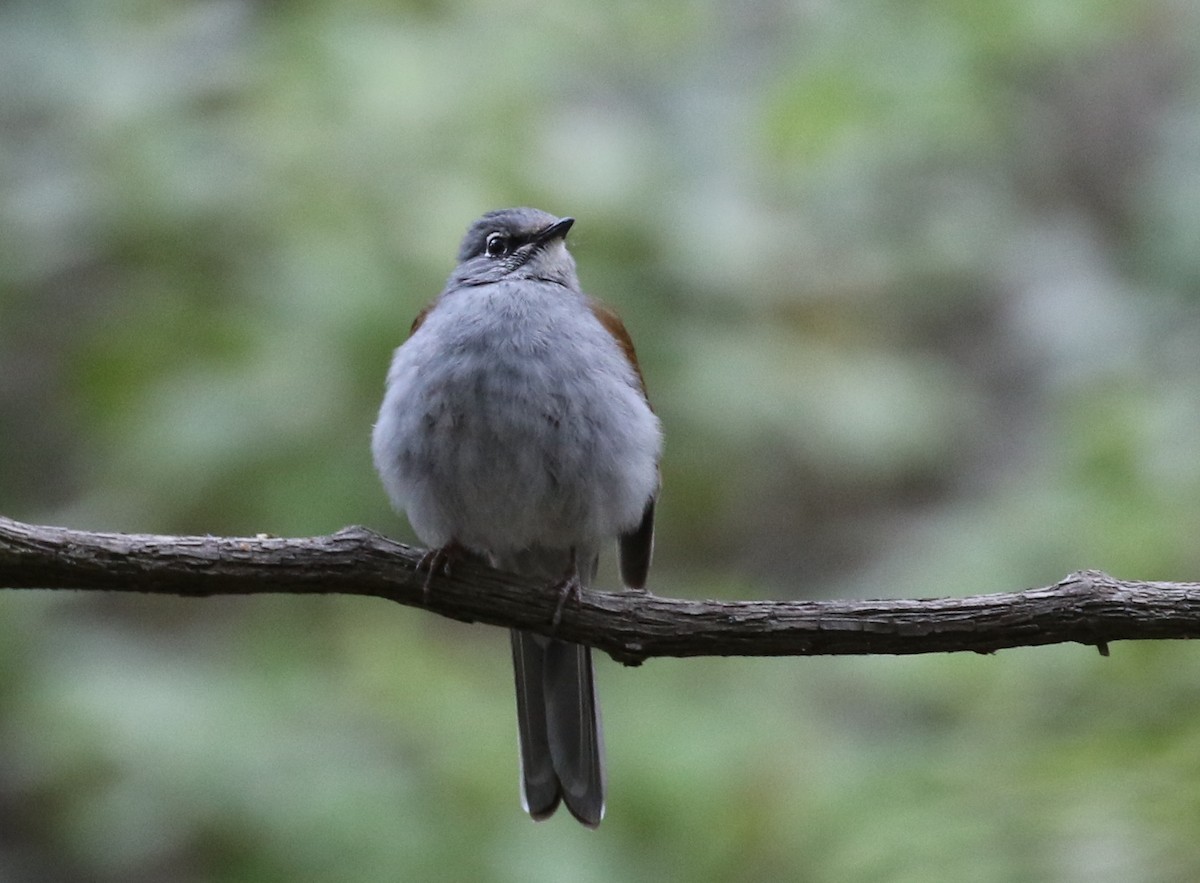 Brown-backed Solitaire - Matthew Grube