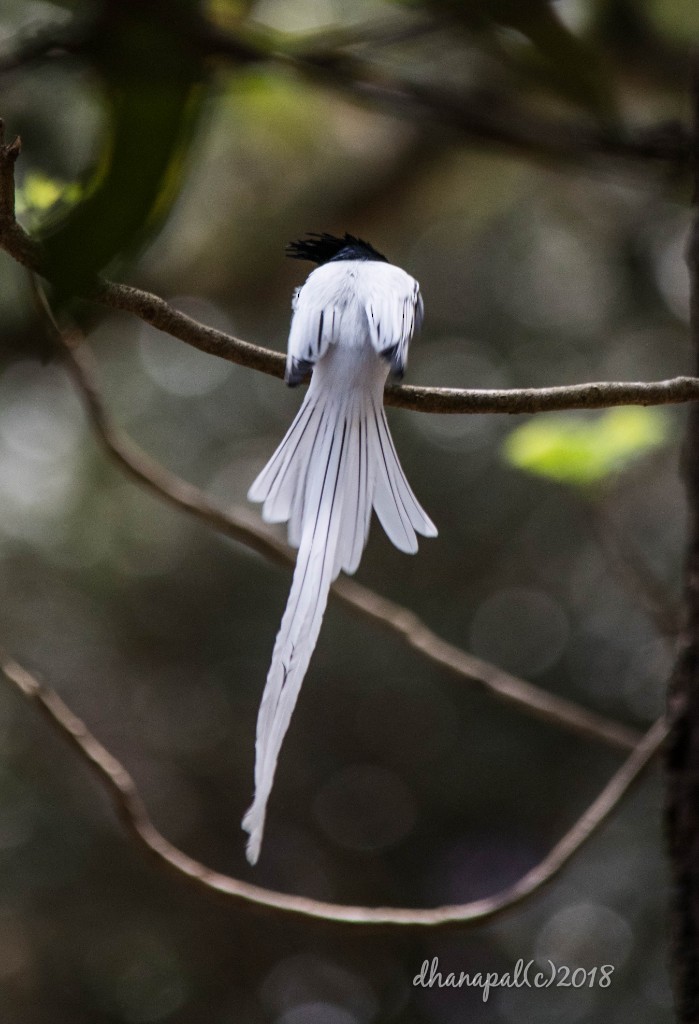 Indian Paradise-Flycatcher - dhanapal kondasamy