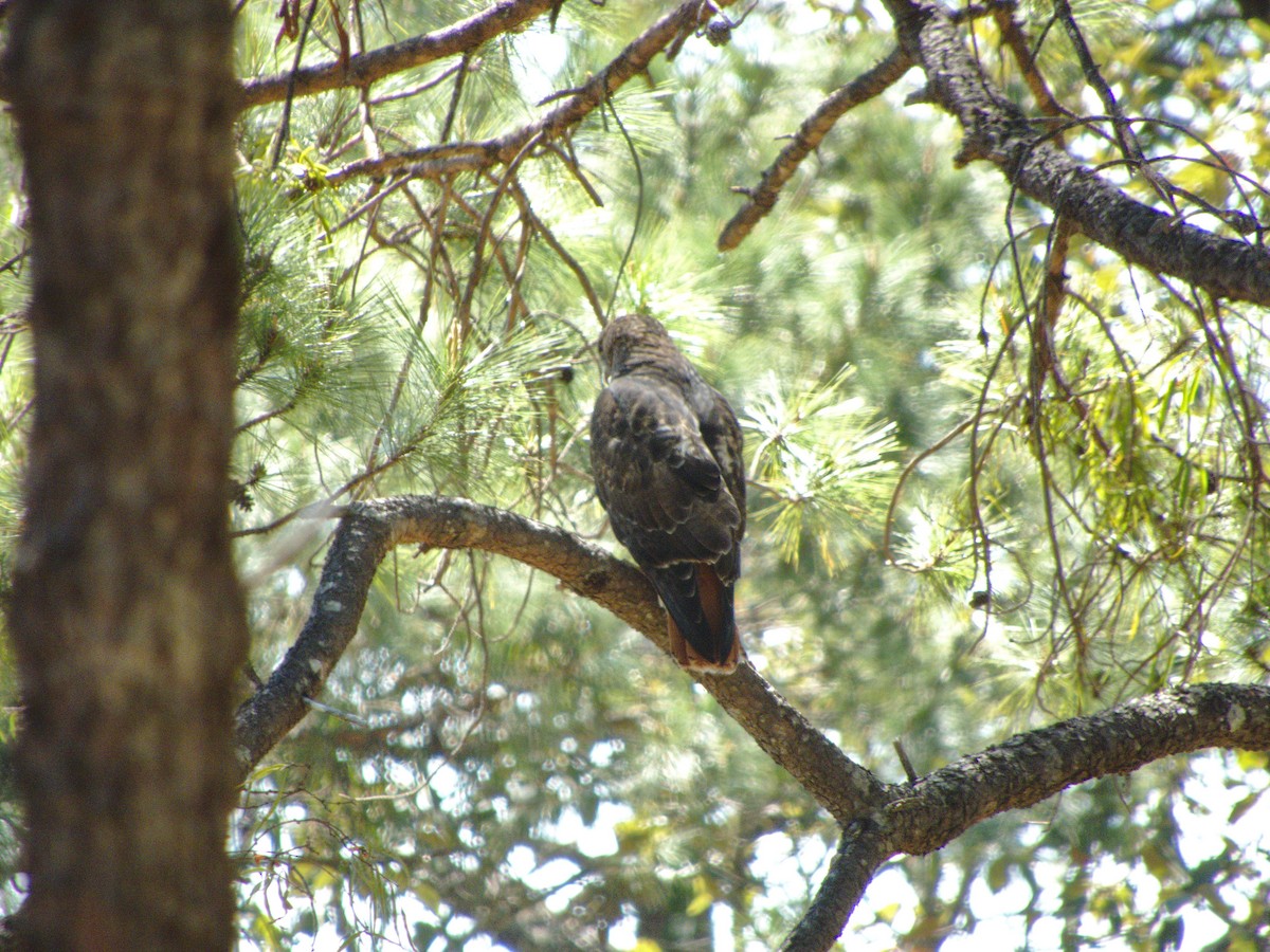 Red-tailed Hawk - ML89908511