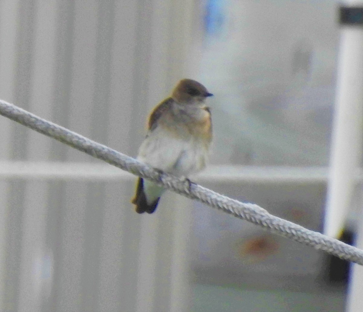 Northern Rough-winged Swallow - ML89909061