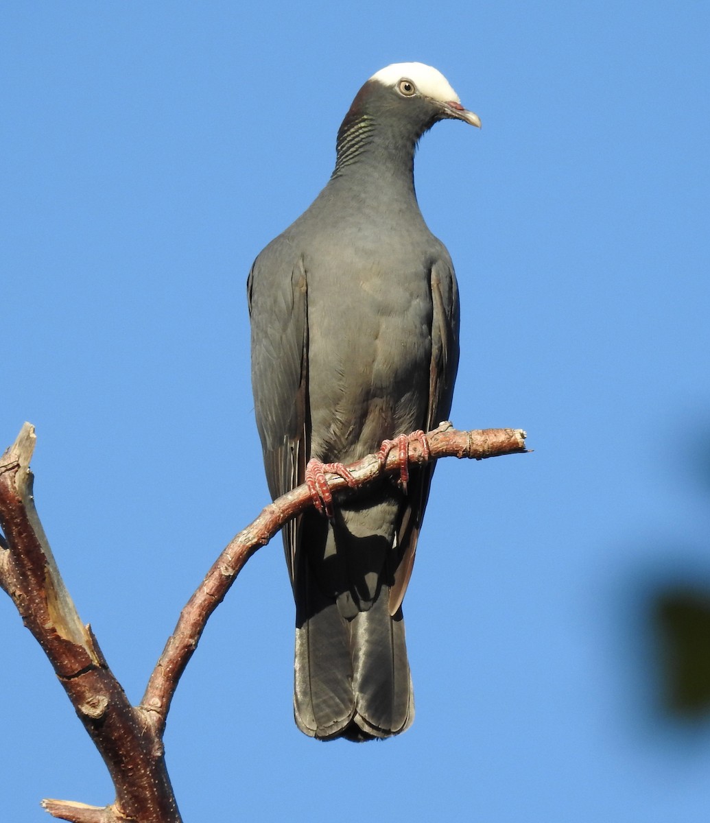 White-crowned Pigeon - ML89910101
