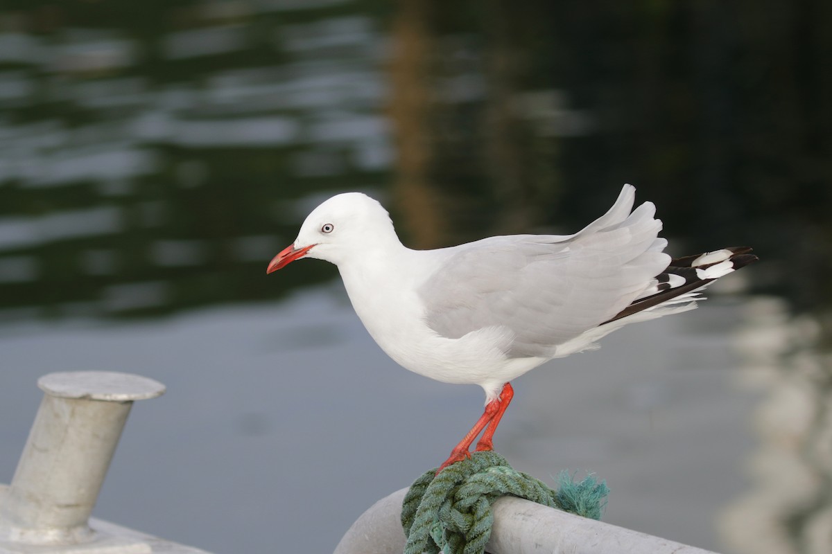 Silver Gull (Red-billed) - ML89910501