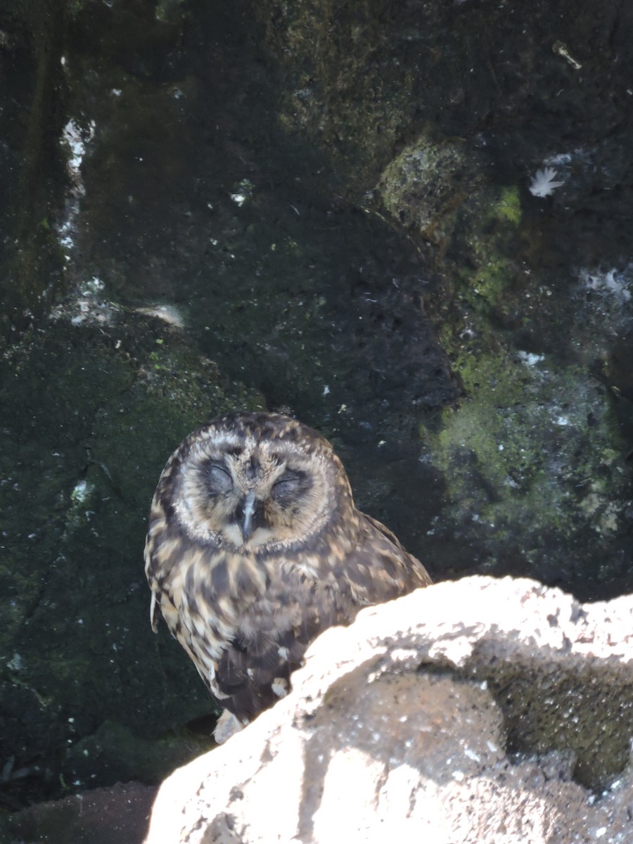 Short-eared Owl - ML89911971