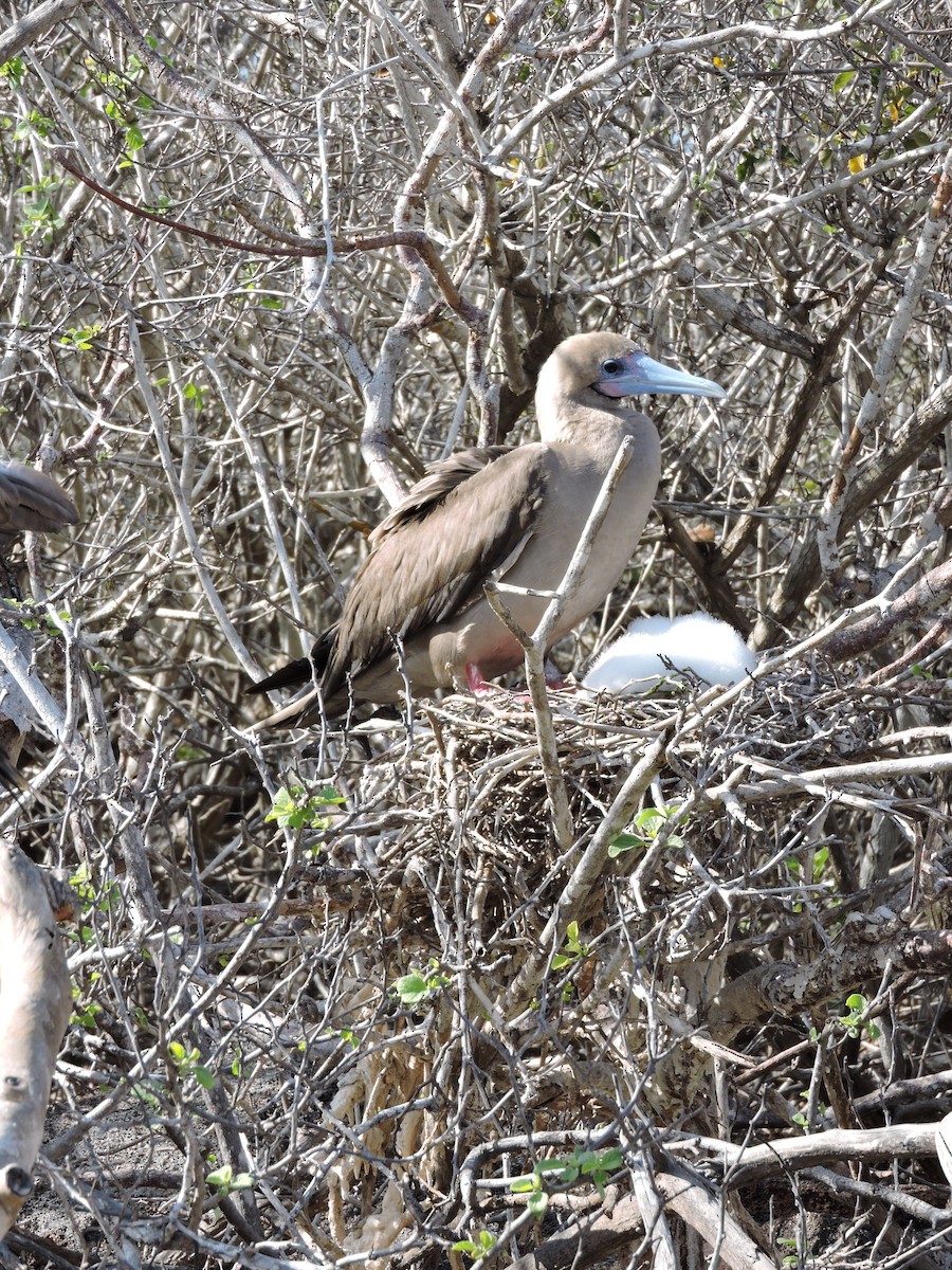 Red-footed Booby - ML89912101