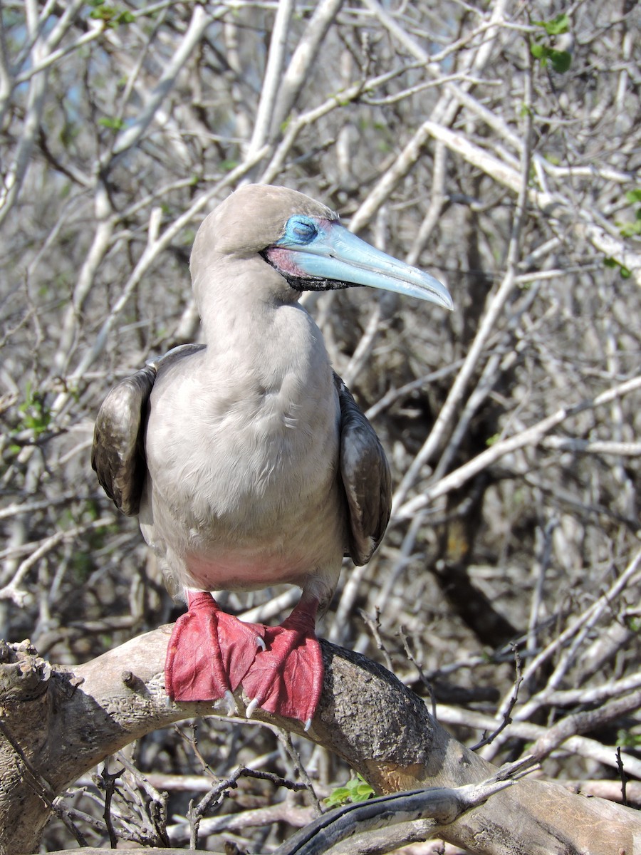 Red-footed Booby - ML89912121