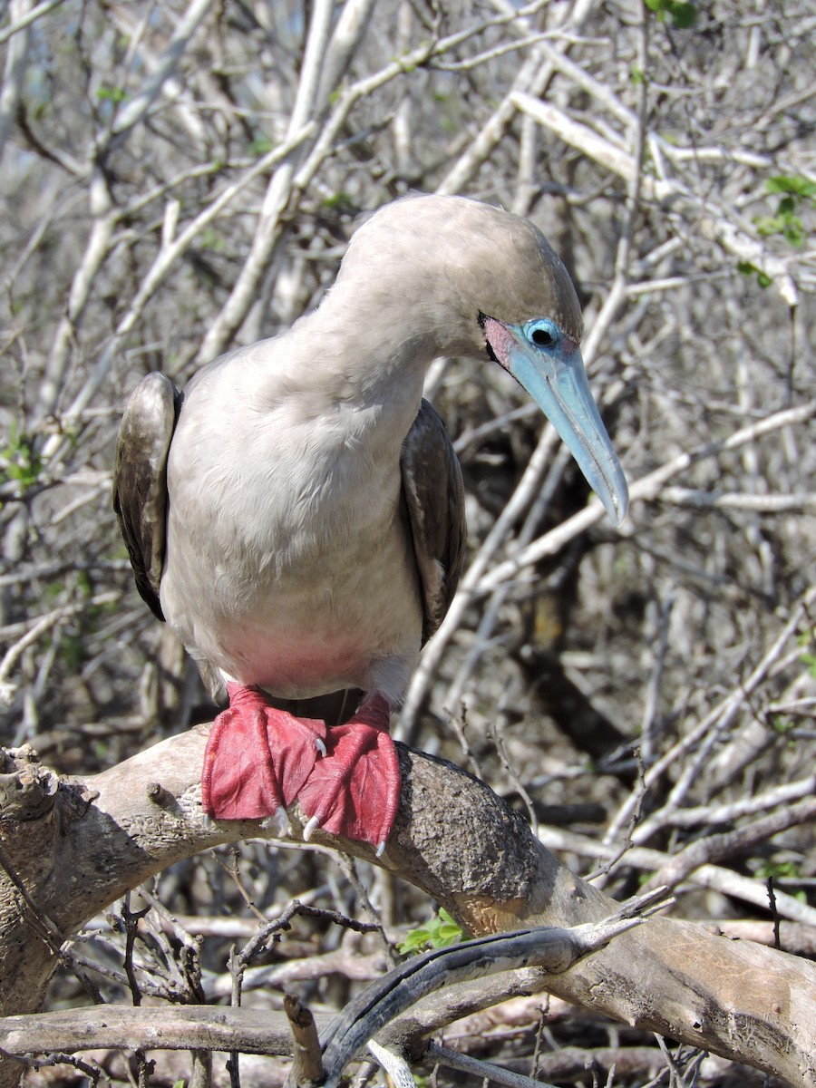 Red-footed Booby - ML89912151