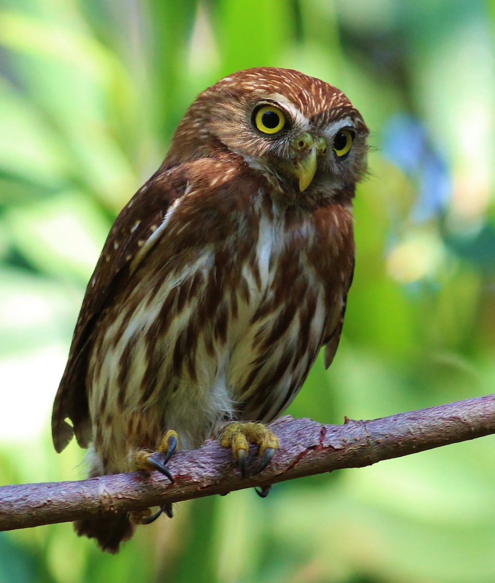 Ferruginous Pygmy-Owl - Tom Benson