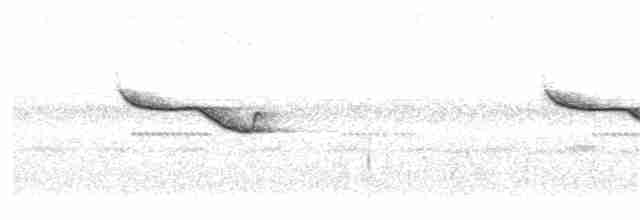 Breitspiegel-Nachtschwalbe - ML89918291