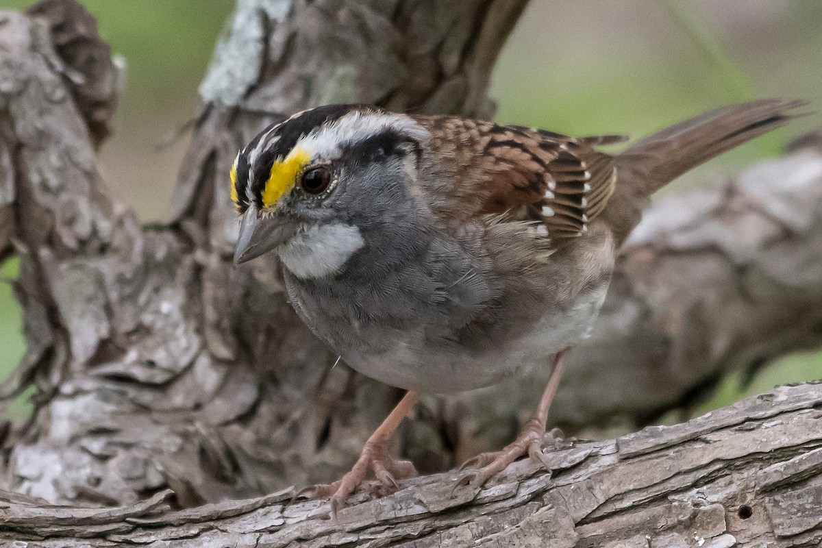White-throated Sparrow - Mike Stewart
