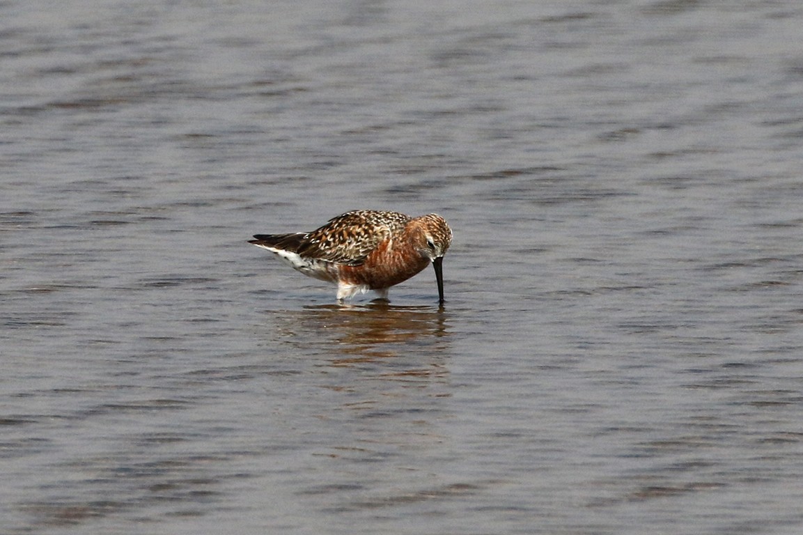 Curlew Sandpiper - Charley Hesse TROPICAL BIRDING