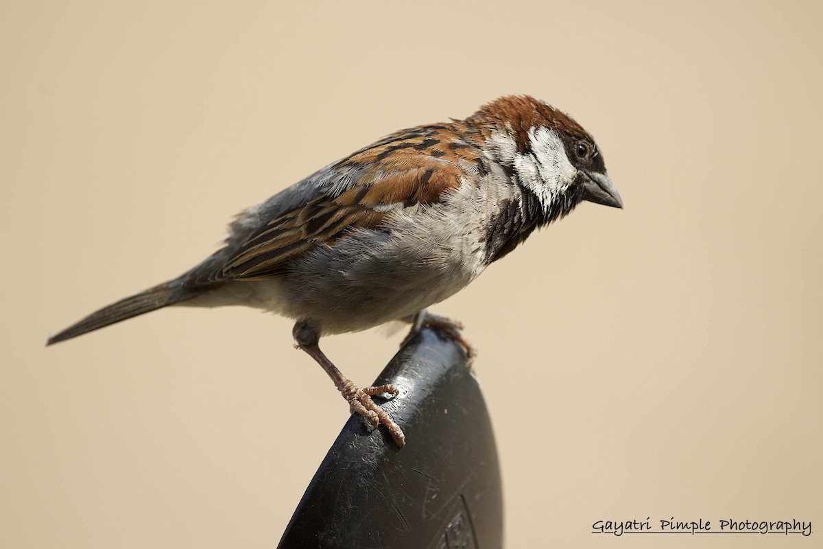 House Sparrow - Gayatri Pimple