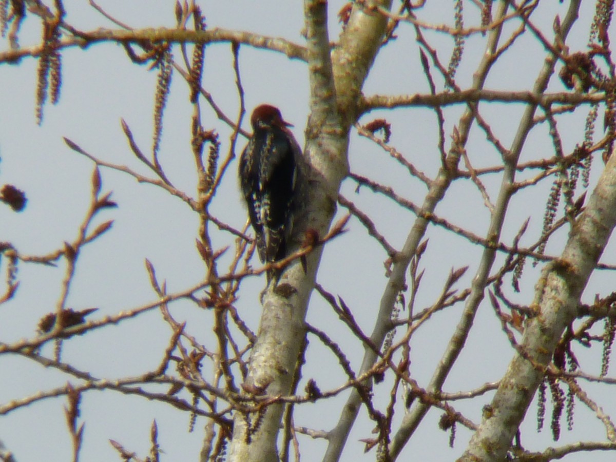 Red-breasted Sapsucker - ML89928331