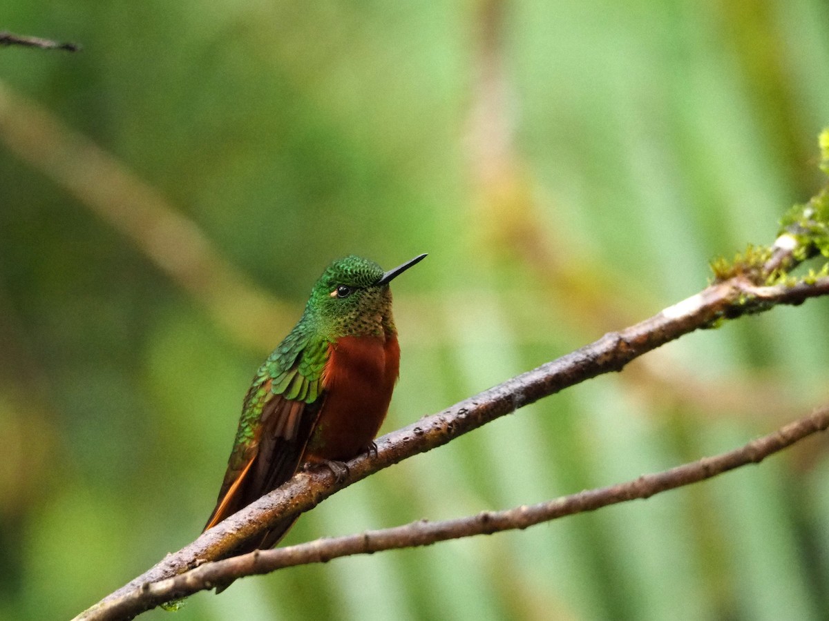 kolibřík peruánský - ML89928491