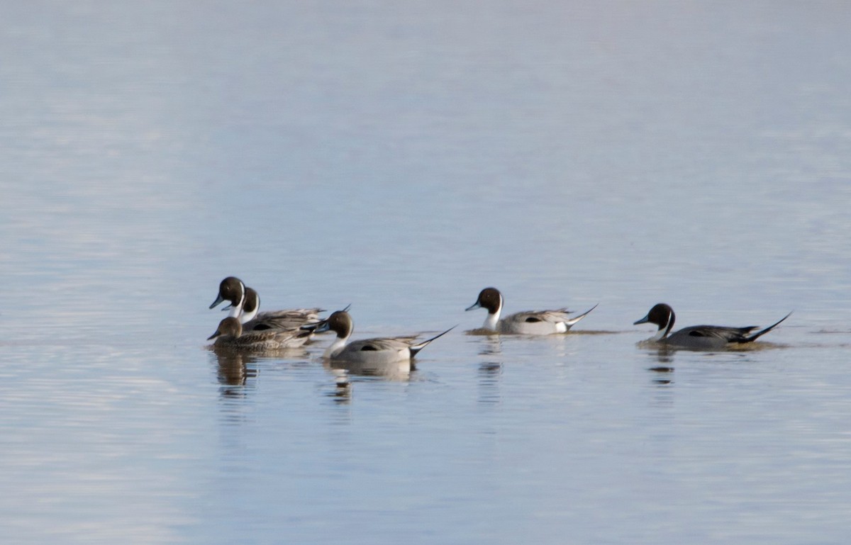 Northern Pintail - Marilyn Sherling