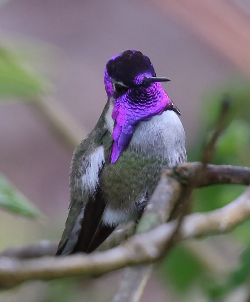 Costa's Hummingbird - Keith Leland