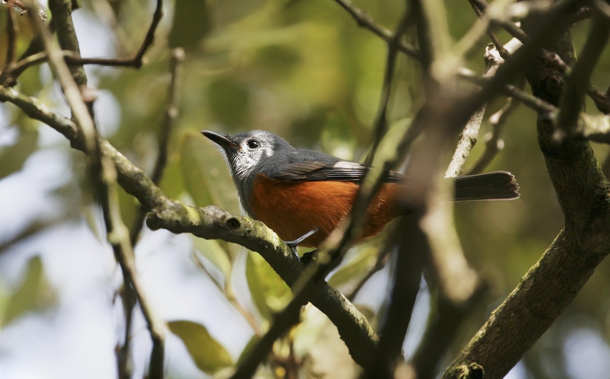 Black-faced Monarch - Anonymous