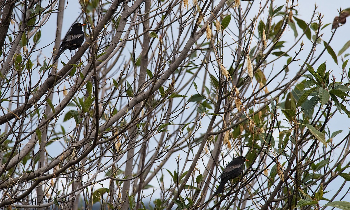 Gray-winged Blackbird - Sandip Das